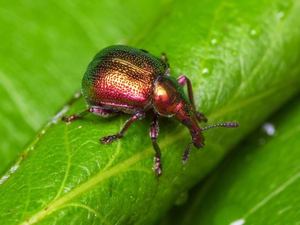 Byctiscus betulae (Linnaeus, 1758)